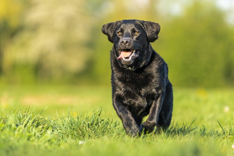 Black Golden Retriever