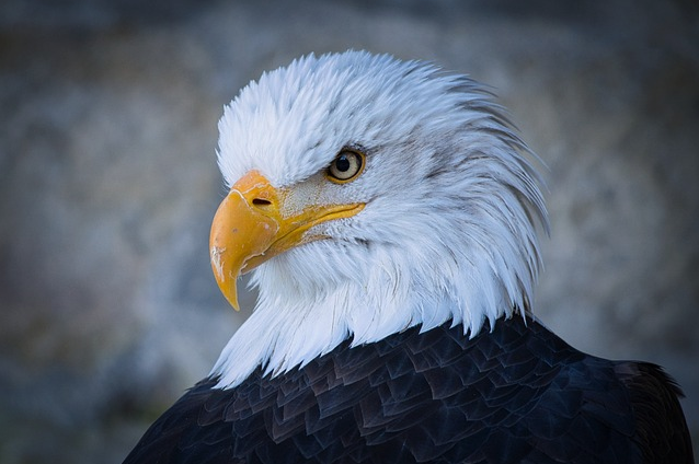 Hancock Bird