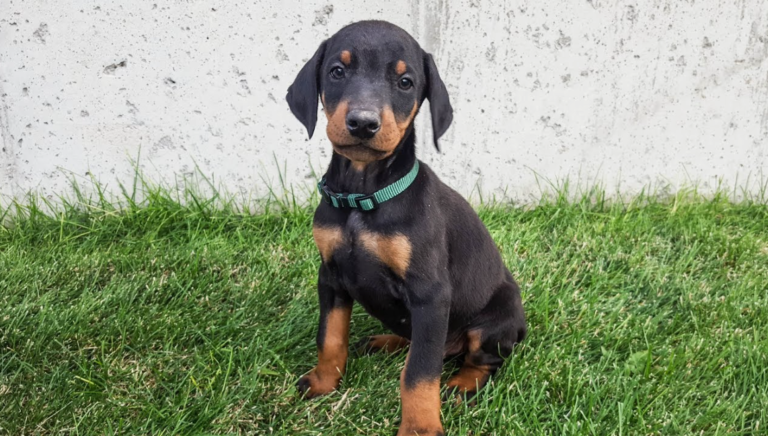 Ideal Doberman Breeders in Kentucky for Healthy Puppies