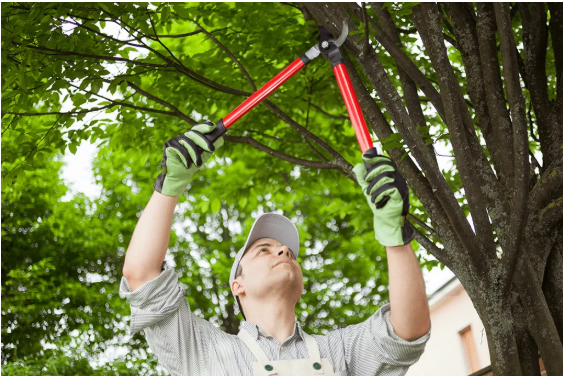 How Regular Tree Trimming Service Improves Your Landscape and Safety