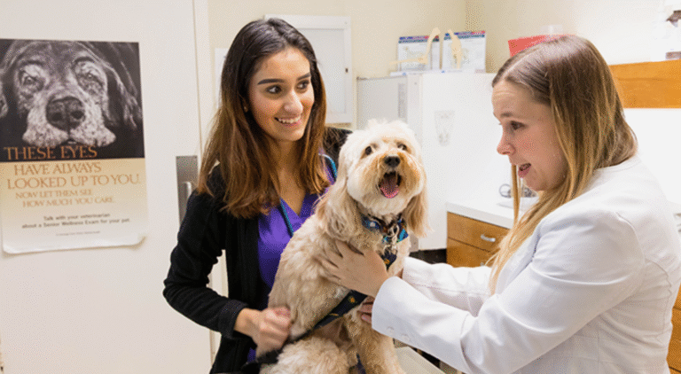 The Role Of Nutrition Counseling In General Veterinary Care