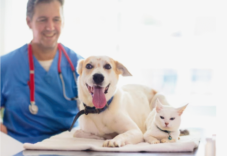 How To Choose The Right Veterinarian For Your Furry Friend